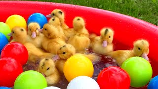 Ducklings have fun in the pool and park