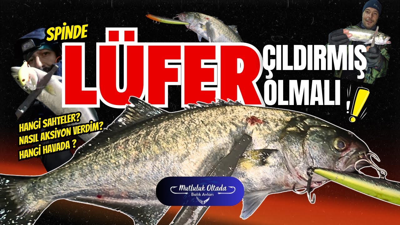 SPİNDE LÜFER ÇILDIRMIŞ OLMALI!!!