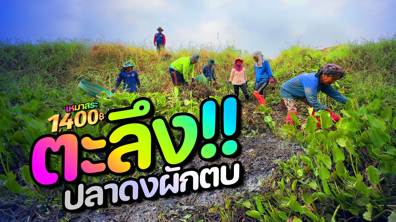 เหมาสระ 1,400 บาท ระทึกตื่นเต้น ไปกับสิ่งที่อยู่ในผักตบ 20 มีนาคม 2567