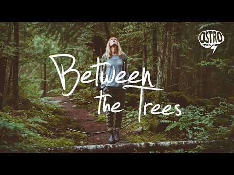 A Walk Between the Pines 🌲 Indie Folk for Quiet Minds, Nature & Finding Yourself