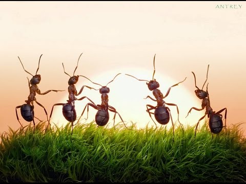 فيديو: كم من العمر يعيش النمل