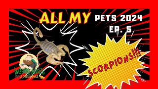 All my Pets | Episode 5 | Scorpions #allmypets #scorpion #invertebrates