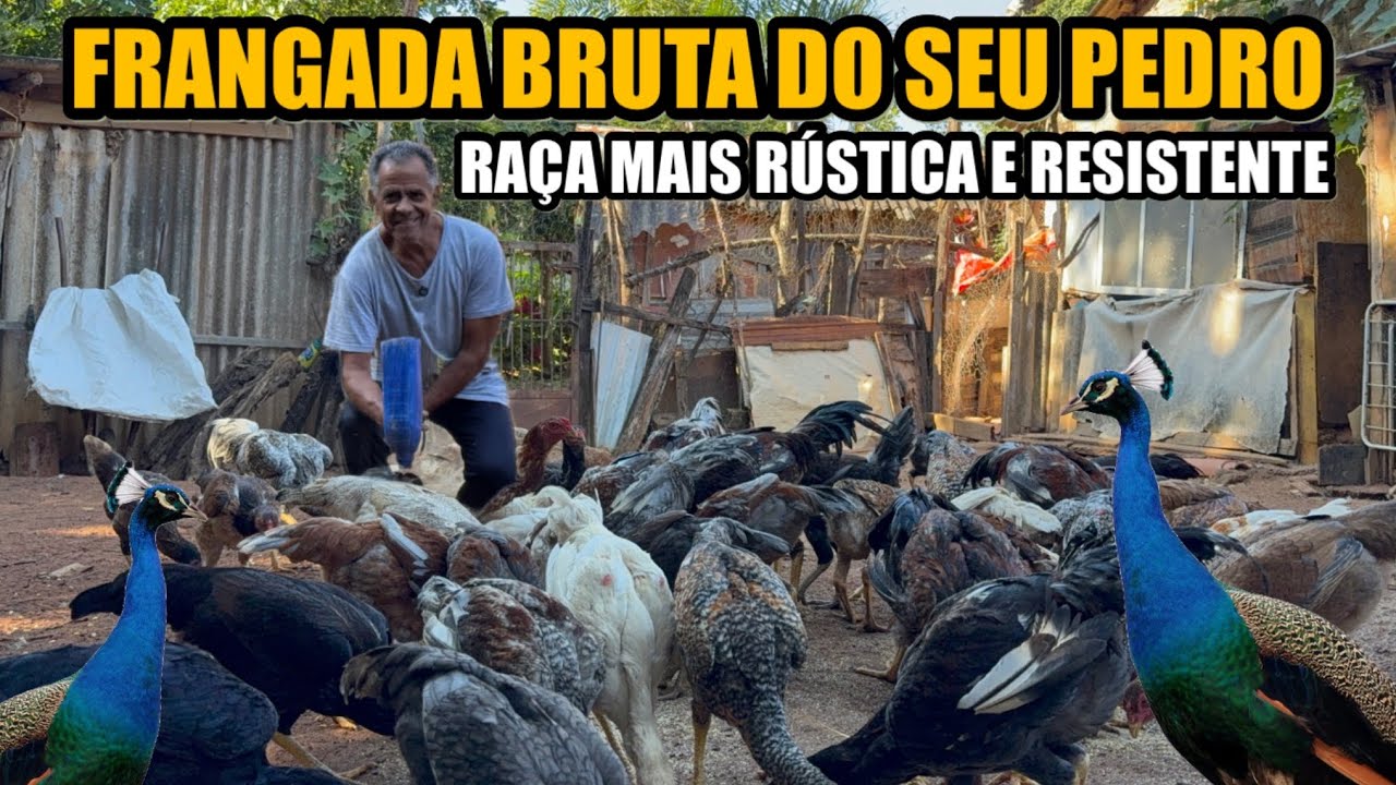 A ENORME CRIAÇÃO DE GALINHAS CAIPIRA DO SEU PEDRO