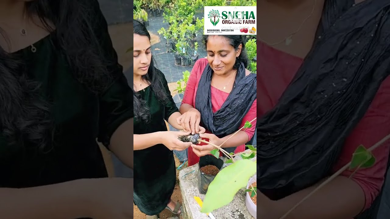 ലയറിങ് Success  ആകുന്നില്ലേ  എന്നാൽ ഇങ്ങനെ ചെയ്തു നോക്കൂ