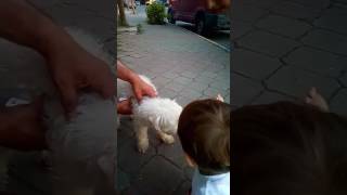 Küçük Tunahan Köpek Seviyo. Tatliş Köpek