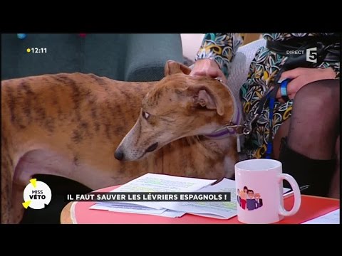 Vidéo: 5 Raisons D'adopter Un Lévrier