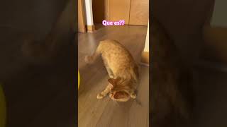 5 dedos sin uña?? #shortsgatos #gatos #cat #humor #animals #kitten gatitos con humor cats lovers