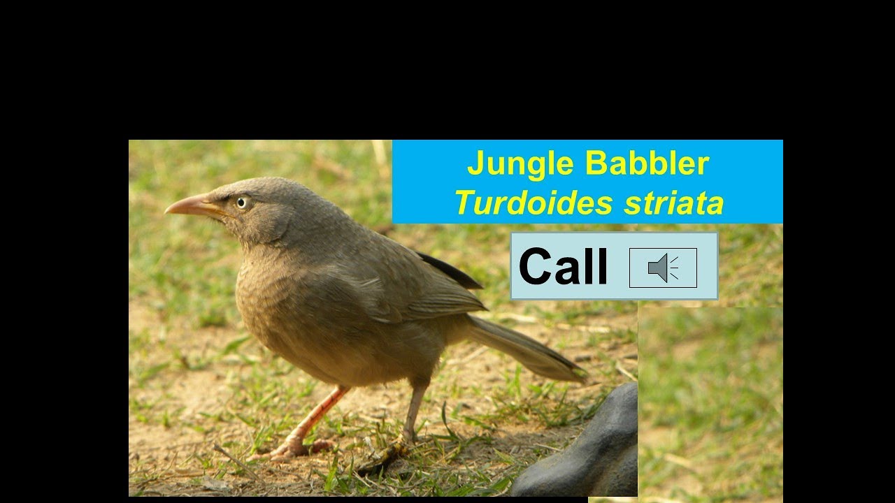 Jungle Babbler 