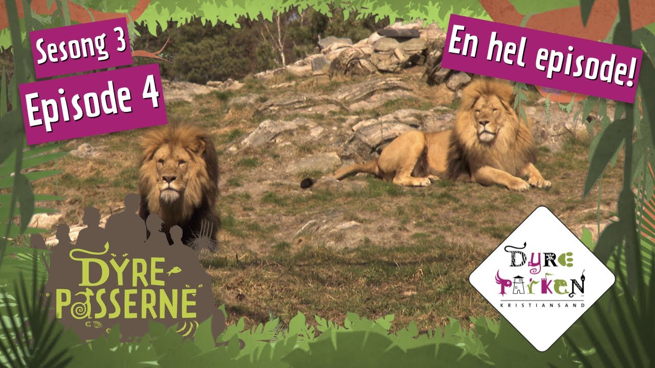 Slåsskamp hos løvene | Dyrepasserne S3E4 | Dyreparken