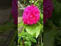 #song #love #music #coversong #melody #youtubeshorts #shortvideo