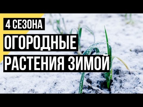 Четыре сезона. Огородные растения зимой