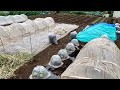 家庭菜園の畑　牛糞堆肥と夏野菜スタート　20/4/12