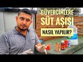 Kuşlarımıza Aşı Nasıl Yapılır?Tüm Püf Noktalarıyla ERGİN ÖZDEMİR Kardeşimizin Anlatımıyla