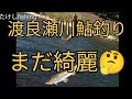 【渡良瀬川鮎釣り】まだ綺麗かな?🧐前オトリ頂いた夫婦やっとお会い致しました🤗