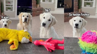 Golden Retriever Puppy Shows His Favorite Toys