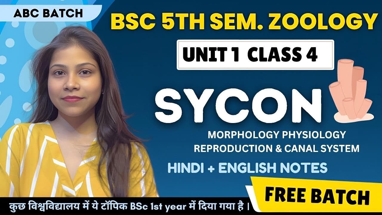Sycon BSc 5th Semester Zoology Paper 1 Unit 1🔥|| Canal System explaination|Protozoa to Coelentrate