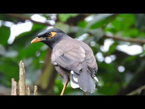 Common Myna Bird Call  Indian Myna Bird Sound