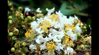 Take A Walk Through the Ambler Arboretum-8-17-20