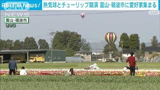 熱気球とチューリップの競演　全国から愛好家集まる　富山・砺波市(2024年4月21日)