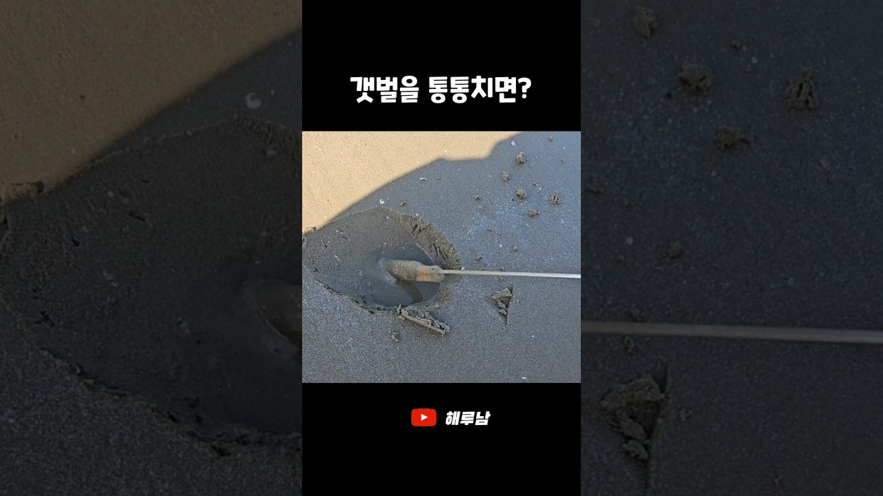 대맛조개 잘나오는 운여해변?! #shorts
