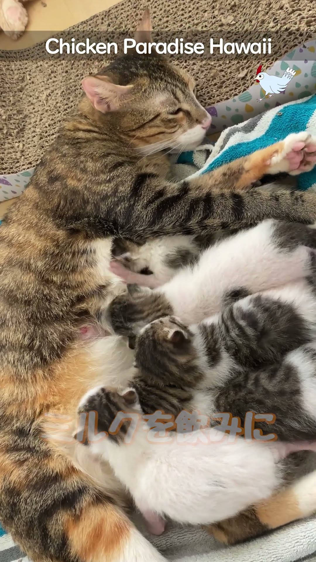 Why mother cats rumble