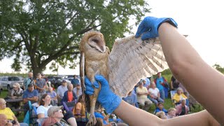 Kauffman Orchards hosts owlet banding event [video]