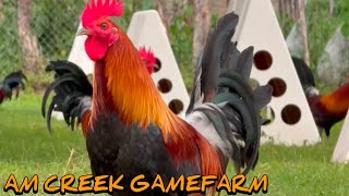 Boston Roundhead Grey Albany - AM CREEK FARM