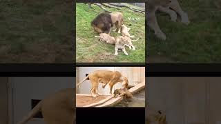Amazing lion family  #animals #entertainment #natural