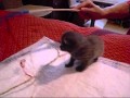 Cute Kittens are playing (Babykatzen)