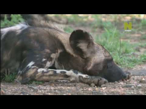 Video: Najnebezpečnejšie zvieratá v Afrike. Veľká africká päťka