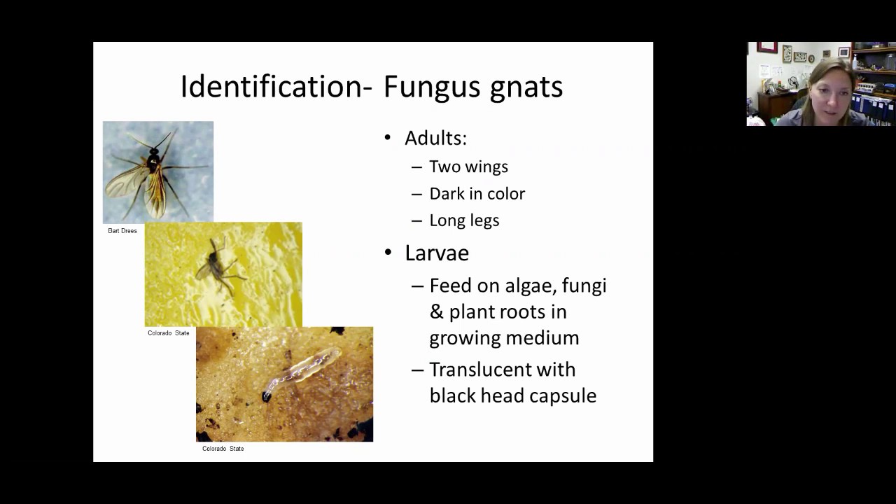 Are those Fruit Flies, Gnats or Drain Flies?