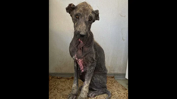 See Elena's incredible transformation! #spcai #animalrescue #animalwelfare #dogrescue #dogshorts