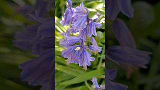 בן-יקינתון ספרדי🌸Jerusalem Botanical Gardens☘️Hyacinthoides hispanica‏