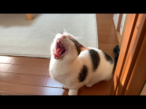 注文の多い猫の鳴き声を集めてみました