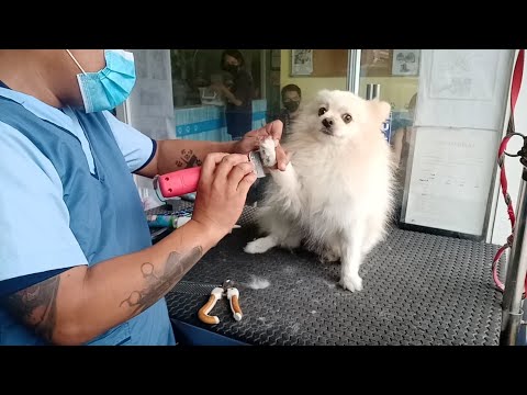 Video: Le orecchie dei cuccioli sono chiuse alla nascita?