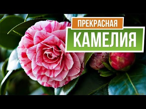 Видео: Проблемы с цветком камелии - что делать, если на камелии опадают бутоны