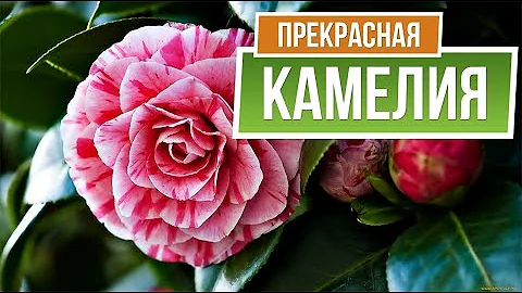 Опадают бутоны Камелии  ✖️ Проблемы с Цветущей Камелией ✔️ garden zoo