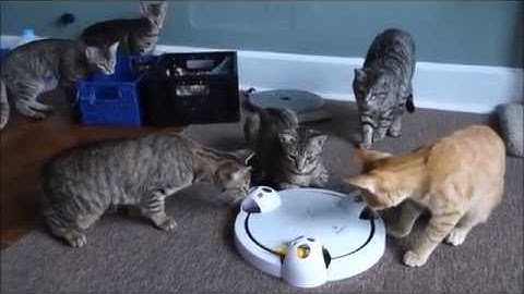 Frolicat Pounce Interactive Hide and Seek Cat Toy