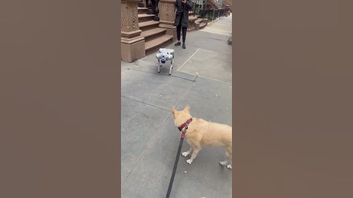 Real Dog Meets Robot Dog 🐶😳