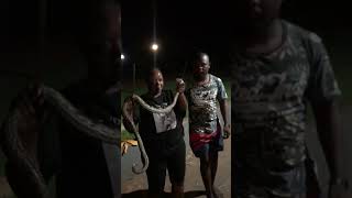 Python. Southern African Python is one of the largest growing non venomous snakes in Africa. Catchie