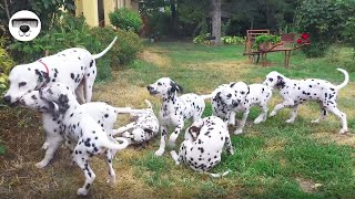 101 DALMATIANS in REAL LIFE ! Bathing For The Very First Time!
