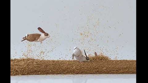 X-Particles 4 granular solver test