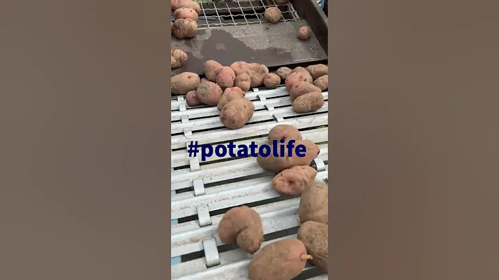 Potatoes - DayDayNews