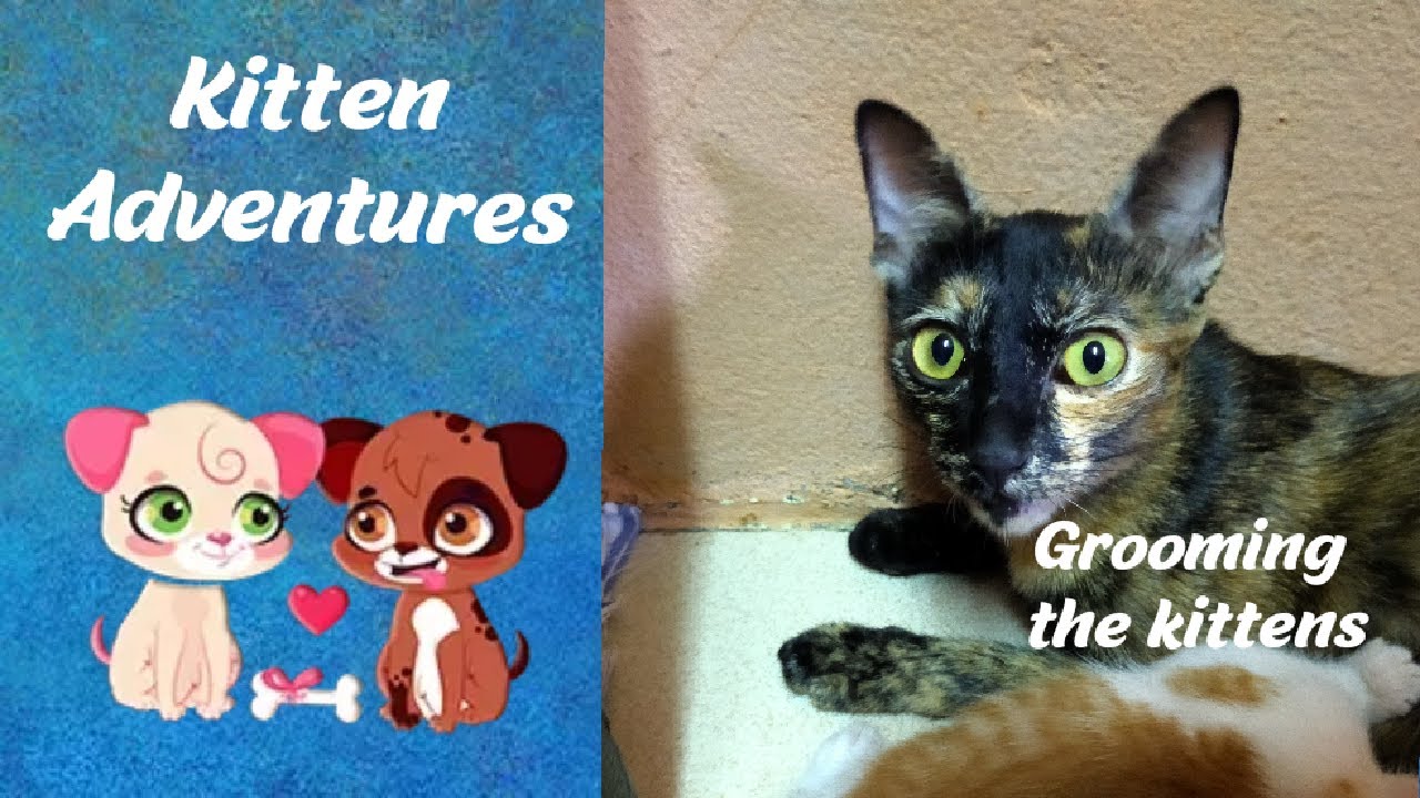 Kitten Adventures - Grooming rascals