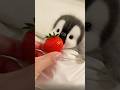 Adorable Baby Penguin Munching on Juicy Strawberries!#shorts #cute #animals #penguin #toys #pet