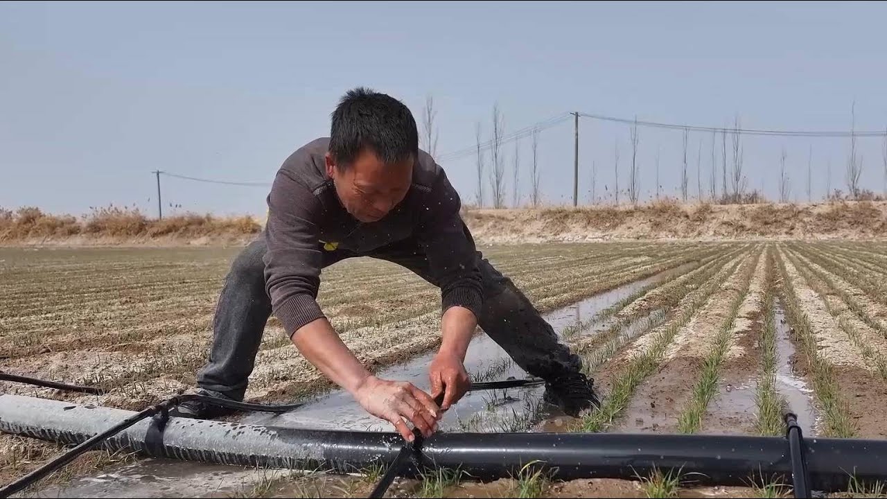 China's Xinjiang embraces modern farming techniques to boost winter wheat growth
