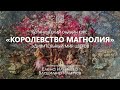 Приглашаем в Королевство Магнолия! Удивительный мир цветов