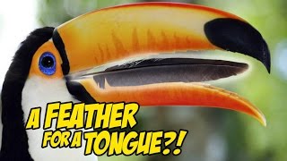 MY TOUCAN HAS A FEATHER FOR A TONGUE?! (Pet Toucan)