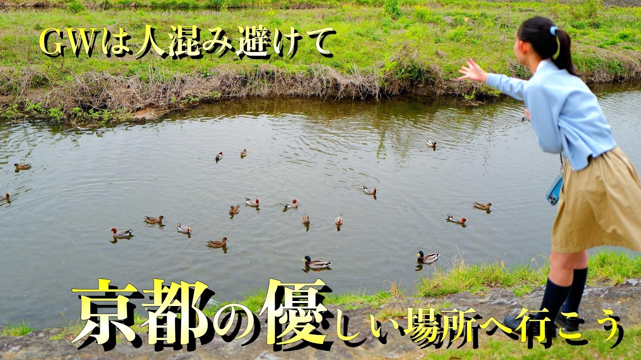 観光地を避ける初夏。GWの京都、どこへ行っても人ばかり…と諦めていませんか？京都御苑で広い空と新緑に包まれ、人混みから解放される静かな時間。歩くだけで整う、京都のやさしい逃げ場。