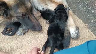 German shepherd puppies day 5 || Lucy and babies || Long coat GSD puppies || Short video Compilation